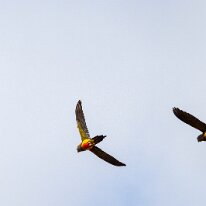 IMG_3945 13/09/2018 - Même en vol, toujours par deux. Les couples inséparables. ...red!